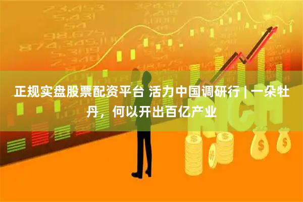 正规实盘股票配资平台 活力中国调研行 | 一朵牡丹，何以开出百亿产业